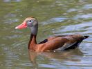 Black-Bellied Whistling Duck (WWT Slimbridge May 2013) - pic by Nigel Key